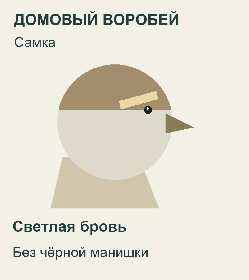Самка домового воробья: светлая бровь и отсутствие чёрной манишки