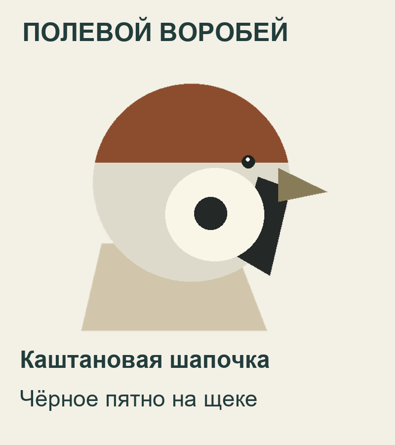 Голова полевого воробья: каштановая шапочка и чёрное пятно на щеке
